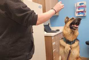 VetCare Animal Hospital