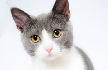 The Cat Care Clinic