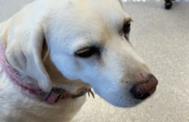 Yellowstone Animal Health Center