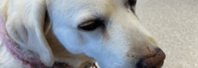 Yellowstone Animal Health Center