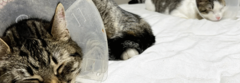 East Hartford Animal Clinic