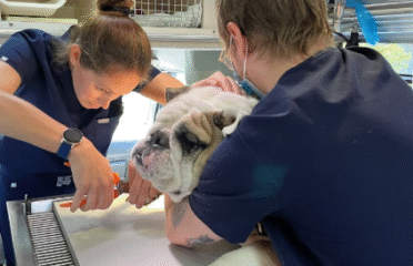 Florida Veterinary Clinic