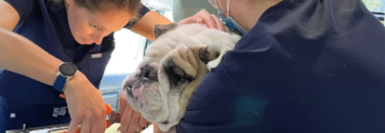 Florida Veterinary Clinic