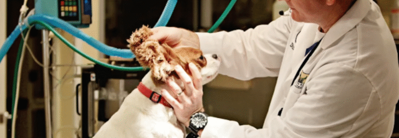 Peachtree Hills Animal Hospital