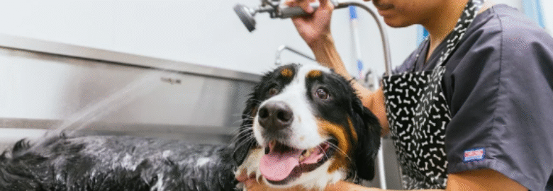 PetVet Animal Hospital