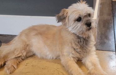 Healthy Pet Veterinary Clinic