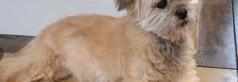 Healthy Pet Veterinary Clinic