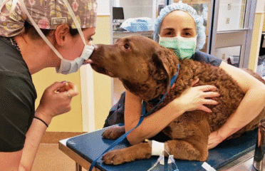 Peak Veterinary Referral Center