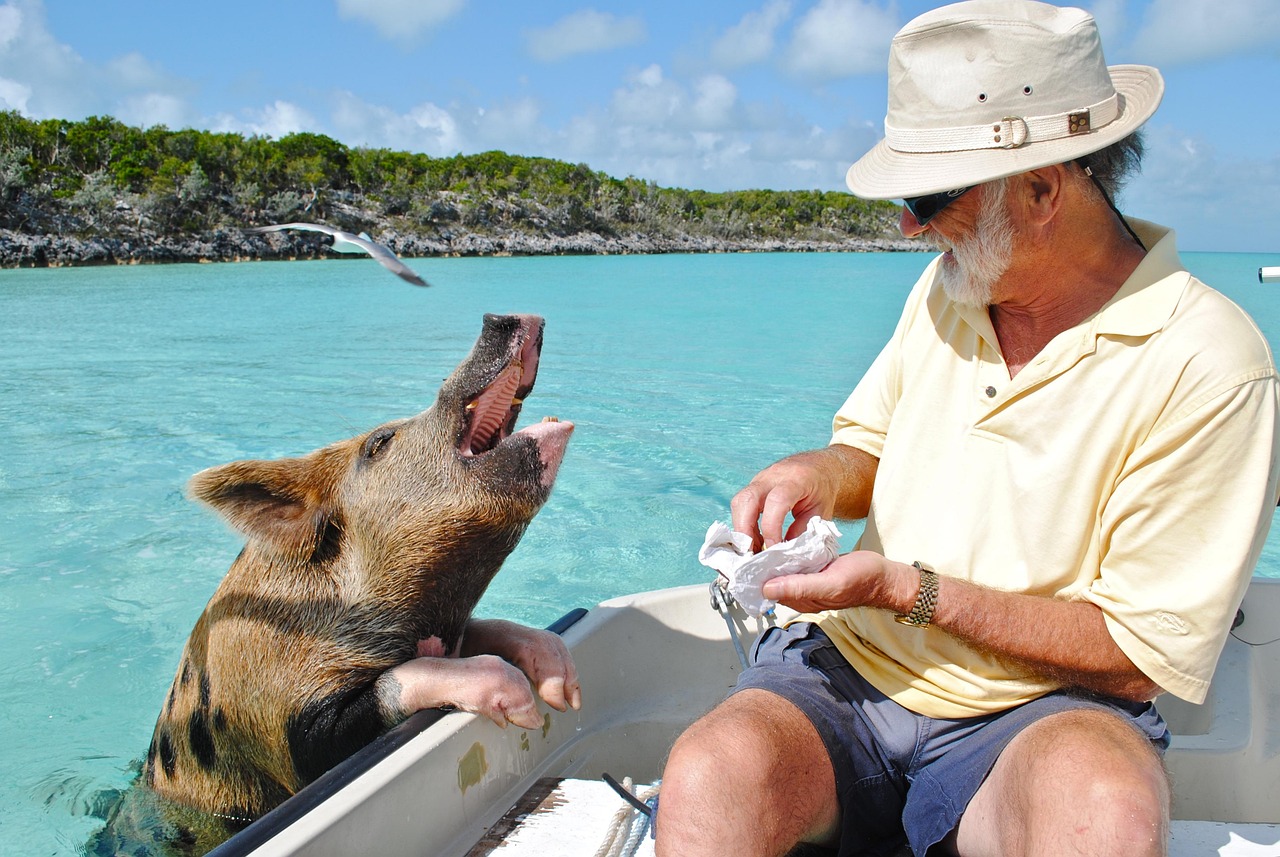 Swimming with pigs